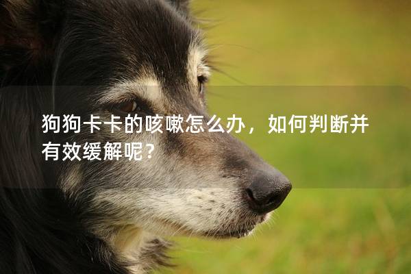 狗狗卡卡的咳嗽怎么辦，如何判斷并有效緩解呢？