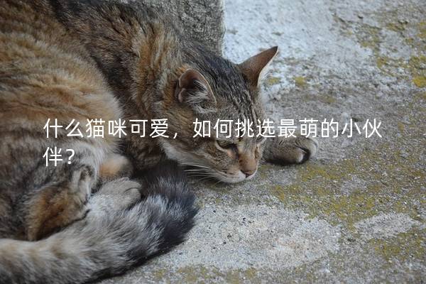 什么貓咪可愛,如何挑選最萌的小伙伴? 什么貓咪可愛,如何挑選最萌的小伙伴?
