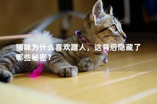 貓咪為什么喜歡蹭人，這背后隱藏了哪些秘密？