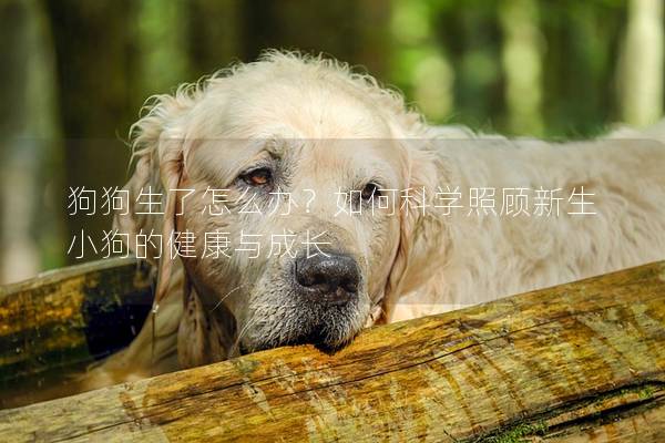 狗狗生了怎么辦？如何科學照顧新生小狗的健康與成長