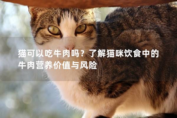 貓可以吃牛肉嗎？了解貓咪飲食中的牛肉營養價值與風險