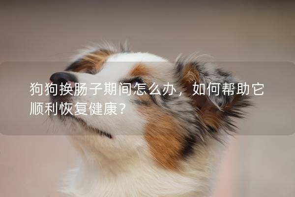 狗狗換腸子期間怎么辦，如何幫助它順利恢復(fù)健康？