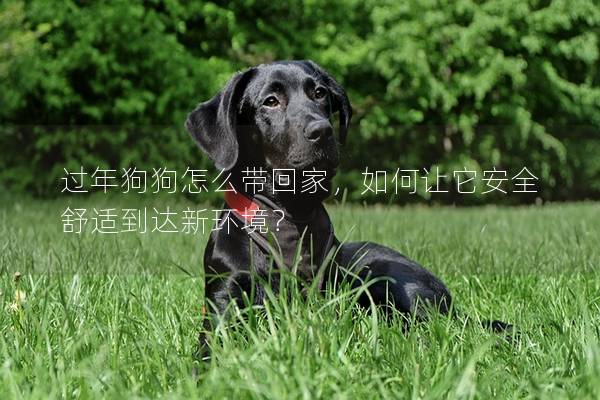 過年狗狗怎么帶回家，如何讓它安全舒適到達新環境？