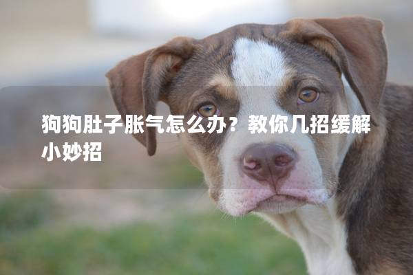 狗狗肚子脹氣怎么辦？教你幾招緩解小妙招
