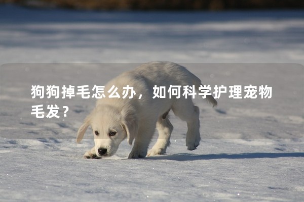 狗狗掉毛怎么辦，如何科學護理寵物毛發？