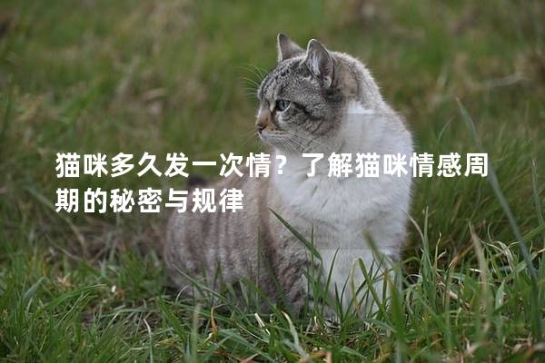 貓咪多久發(fā)一次情？了解貓咪情感周期的秘密與規(guī)律