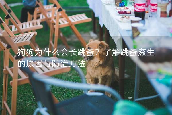 狗狗為什么會長跳蚤？了解跳蚤滋生的原因與防治方法