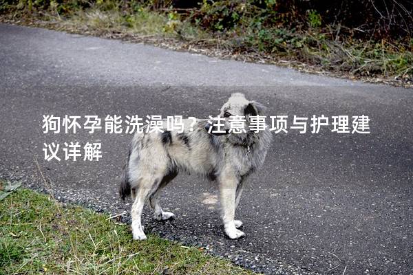 狗懷孕能洗澡嗎？注意事項(xiàng)與護(hù)理建議詳解
