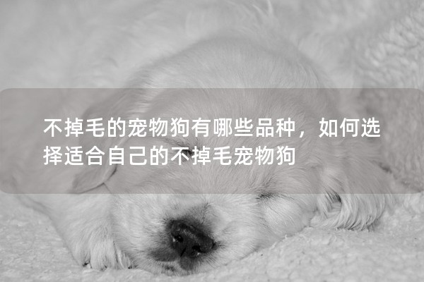 不掉毛的寵物狗有哪些品種，如何選擇適合自己的不掉毛寵物狗