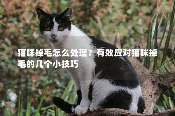 貓咪掉毛怎么處理？有效應(yīng)對貓咪掉毛的幾個小技巧