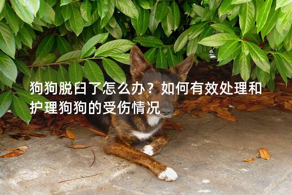 狗狗脫臼了怎么辦？如何有效處理和護(hù)理狗狗的受傷情況
