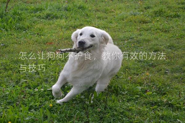 怎么讓狗狗不護食，教你有效的方法與技巧