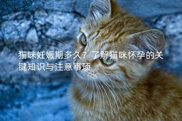 貓咪妊娠期多久？了解貓咪懷孕的關(guān)鍵知識與注意事項