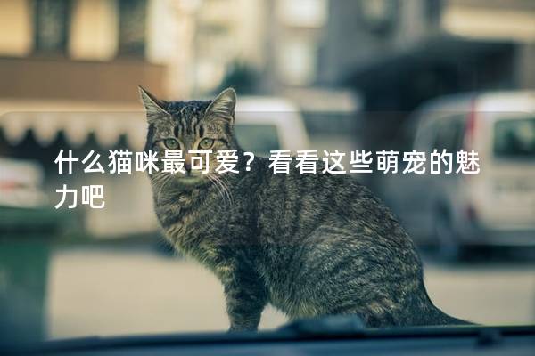 什么貓咪最可愛？看看這些萌寵的魅力吧