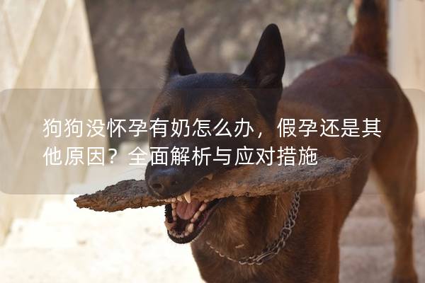 狗狗沒懷孕有奶怎么辦，假孕還是其他原因？全面解析與應對措施