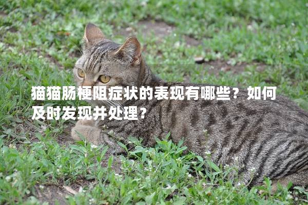 貓貓腸梗阻癥狀的表現(xiàn)有哪些？如何及時(shí)發(fā)現(xiàn)并處理？