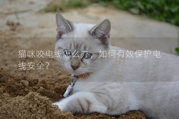 貓咪咬電線怎么辦，如何有效保護電線安全？