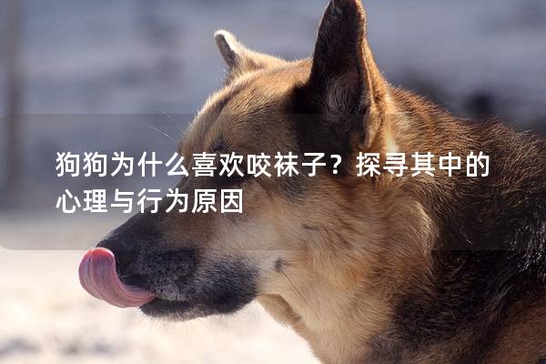狗狗為什么喜歡咬襪子？探尋其中的心理與行為原因