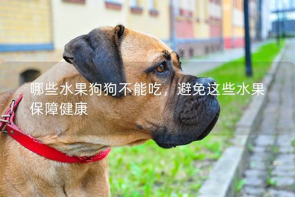 哪些水果狗狗不能吃，避免這些水果保障健康