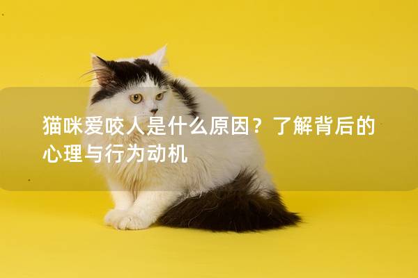 貓咪愛咬人是什么原因？了解背后的心理與行為動機