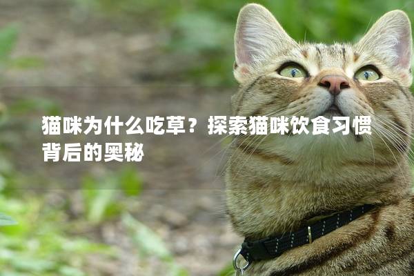 貓咪為什么吃草？探索貓咪飲食習慣背后的奧秘