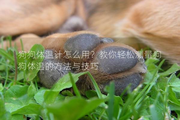 狗狗體溫計怎么用？教你輕松測量狗狗體溫的方法與技巧