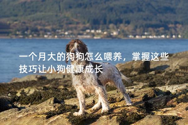 一個(gè)月大的狗狗怎么喂養(yǎng)，掌握這些技巧讓小狗健康成長(zhǎng)