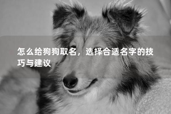 怎么給狗狗取名，選擇合適名字的技巧與建議