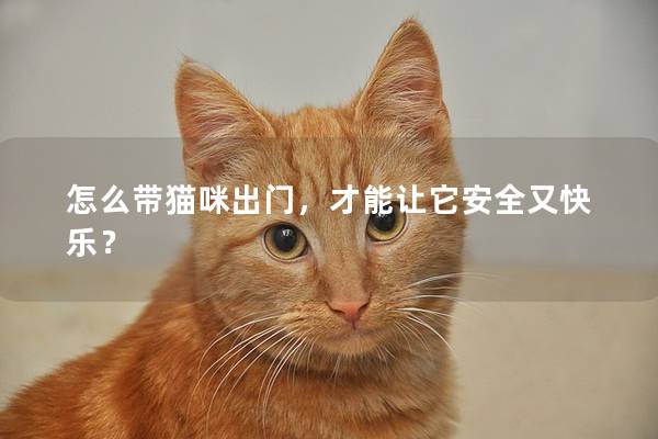 怎么帶貓咪出門，才能讓它安全又快樂？