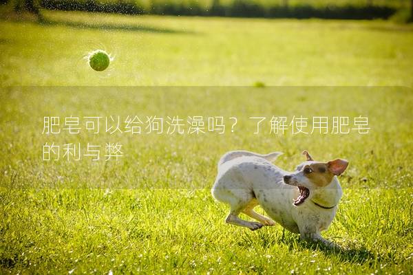 肥皂可以給狗洗澡嗎？了解使用肥皂的利與弊
