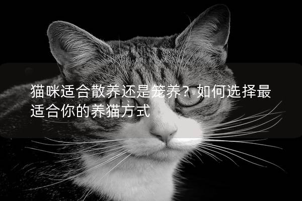 貓咪適合散養還是籠養?如何選擇最適合你的養貓方式 貓咪適合散養還是籠養?如何選擇最適合你的養貓方式
