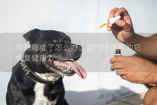 狗狗腳崴了怎么辦，如何快速幫助它恢復健康？