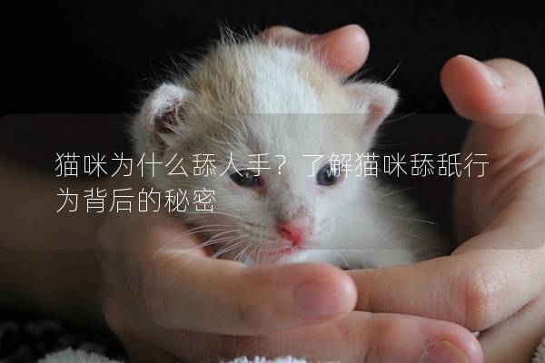 貓咪為什么舔人手？了解貓咪舔舐行為背后的秘密