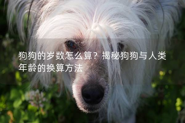 狗狗的歲數(shù)怎么算？揭秘狗狗與人類年齡的換算方法