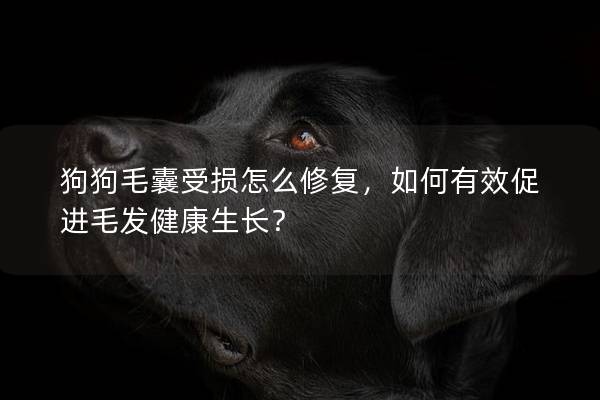 狗狗毛囊受損怎么修復(fù)，如何有效促進(jìn)毛發(fā)健康生長(zhǎng)？