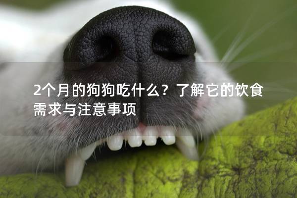2個月的狗狗吃什么？了解它的飲食需求與注意事項