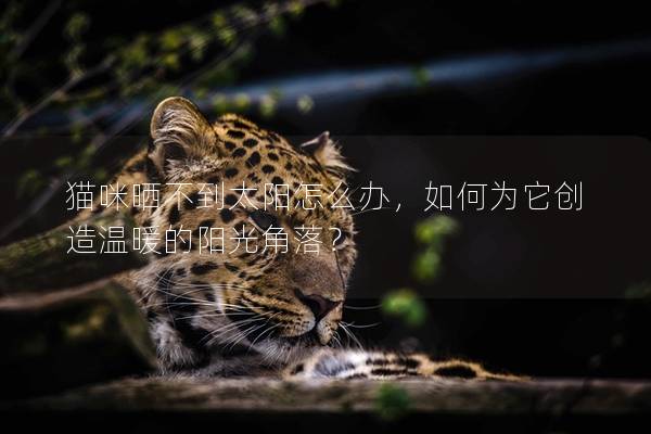 貓咪曬不到太陽怎么辦，如何為它創造溫暖的陽光角落？