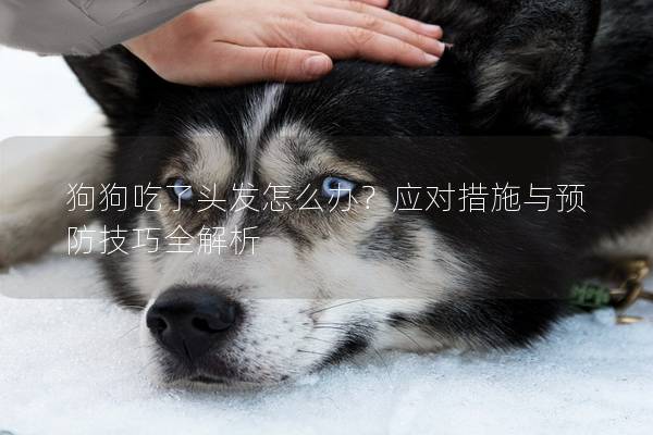 狗狗吃了頭發怎么辦？應對措施與預防技巧全解析