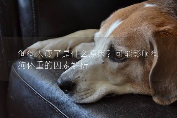 狗狗太瘦了是什么原因？可能影響狗狗體重的因素解析