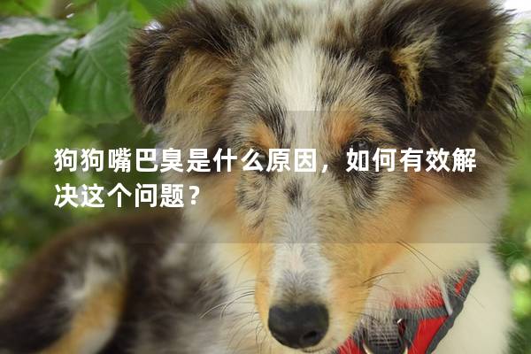 狗狗嘴巴臭是什么原因，如何有效解決這個問題？