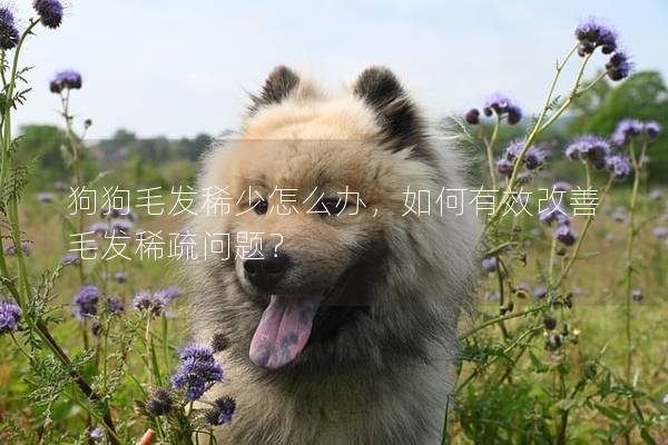 狗狗毛發稀少怎么辦，如何有效改善毛發稀疏問題？