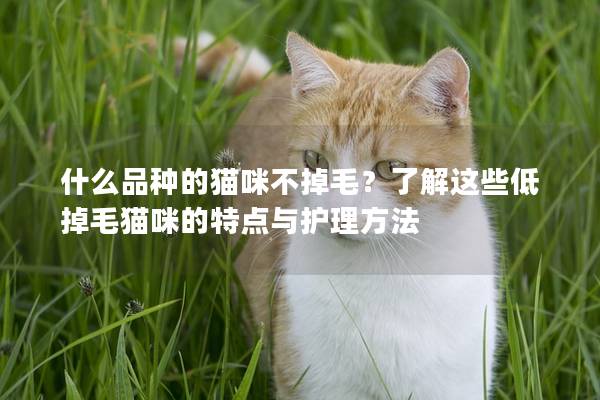 什么品種的貓咪不掉毛？了解這些低掉毛貓咪的特點與護理方法