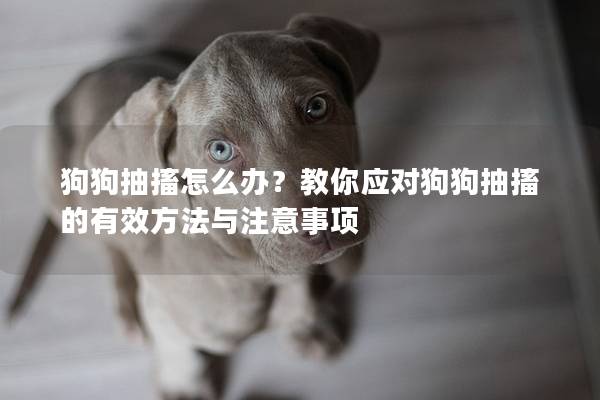 狗狗抽搐怎么辦？教你應對狗狗抽搐的有效方法與注意事項