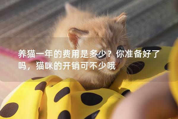 養貓一年的費用是多少?你準備好了嗎,貓咪的開銷可不少哦 養貓一年的費用是多少?你準備好了嗎,貓咪的開銷可不少哦