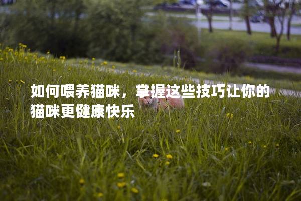 如何喂養(yǎng)貓咪，掌握這些技巧讓你的貓咪更健康快樂