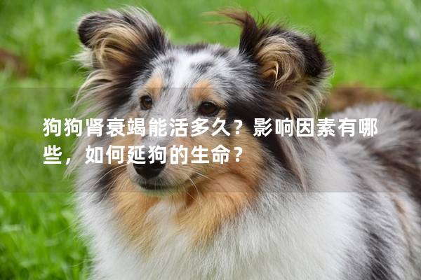 狗狗腎衰竭能活多久？影響因素有哪些，如何延狗的生命？