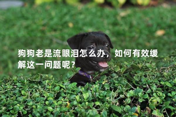 狗狗老是流眼淚怎么辦，如何有效緩解這一問(wèn)題呢？