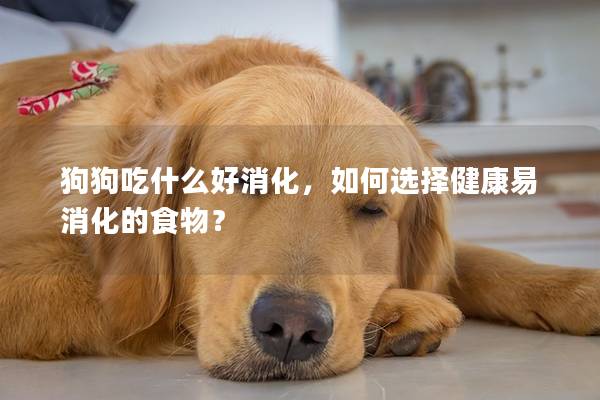 狗狗吃什么好消化，如何選擇健康易消化的食物？
