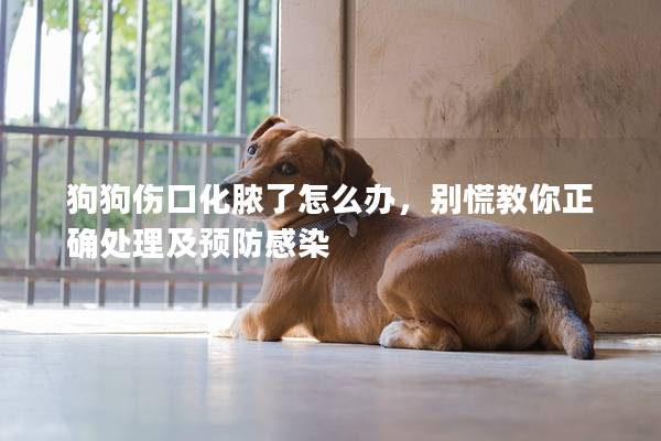 狗狗傷口化膿了怎么辦，別慌教你正確處理及預防感染