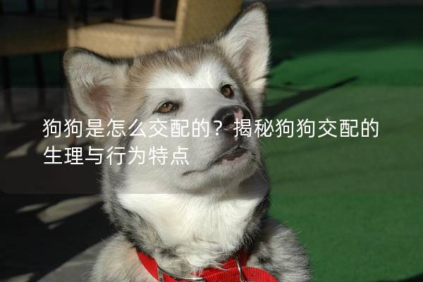 狗狗是怎么交配的?揭秘狗狗交配的生理與行為特點 狗狗是怎么交配的?揭秘狗狗交配的生理與行為特點